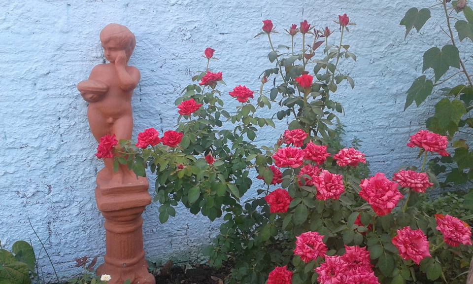 A fotografia é de uma roseira vermelha muito bem cuidada e toda florida. No canto esquerdo há uma estátua de uma criança em tom barroso.
